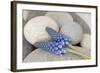 Muscari, Grape Hyacinth, Blossoms, Stones, Close-Up-Andrea Haase-Framed Photographic Print