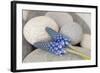 Muscari, Grape Hyacinth, Blossoms, Stones, Close-Up-Andrea Haase-Framed Photographic Print