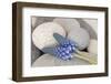Muscari, Grape Hyacinth, Blossoms, Stones, Close-Up-Andrea Haase-Framed Photographic Print