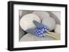 Muscari, Grape Hyacinth, Blossoms, Stones, Close-Up-Andrea Haase-Framed Photographic Print