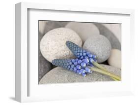 Muscari, Grape Hyacinth, Blossoms, Stones, Close-Up-Andrea Haase-Framed Photographic Print