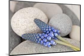 Muscari, Grape Hyacinth, Blossoms, Stones, Close-Up-Andrea Haase-Mounted Photographic Print