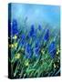 Muscaris-Pol Ledent-Stretched Canvas