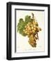 Muscat D'Alexandrie Grape-A. Kreyder-Framed Giclee Print