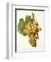 Muscat D'Alexandrie Grape-A. Kreyder-Framed Giclee Print