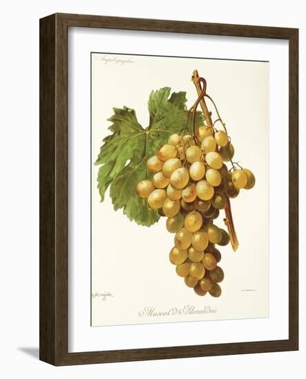 Muscat D'Alexandrie Grape-A. Kreyder-Framed Giclee Print