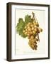 Muscat D'Alexandrie Grape-A. Kreyder-Framed Giclee Print