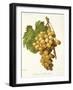 Muscat D'Alexandrie Grape-A. Kreyder-Framed Giclee Print