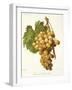 Muscat D'Alexandrie Grape-A. Kreyder-Framed Giclee Print