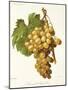 Muscat D'Alexandrie Grape-A. Kreyder-Mounted Giclee Print
