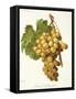 Muscat D'Alexandrie Grape-A. Kreyder-Framed Stretched Canvas