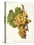 Muscat D'Alexandrie Grape-A. Kreyder-Stretched Canvas