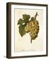 Muscat De Saumur Grape by a Kreyder-null-Framed Giclee Print