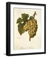 Muscat De Saumur Grape by a Kreyder-null-Framed Giclee Print