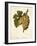 Muscat De Saumur Grape by a Kreyder-null-Framed Giclee Print