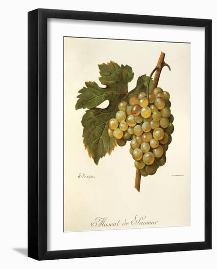 Muscat De Saumur Grape by a Kreyder-null-Framed Giclee Print