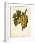 Muscat De Saumur Grape by a Kreyder-null-Framed Giclee Print