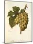 Muscat De Saumur Grape by a Kreyder-null-Mounted Giclee Print