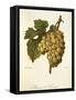 Muscat De Saumur Grape by a Kreyder-null-Framed Stretched Canvas