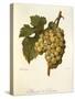 Muscat De Saumur Grape by a Kreyder-null-Stretched Canvas