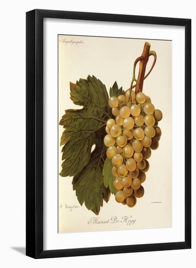 Muscat Dr. Hogg Grape-A. Kreyder-Framed Giclee Print