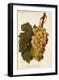 Muscat Dr. Hogg Grape-A. Kreyder-Framed Giclee Print