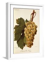 Muscat Dr. Hogg Grape-A. Kreyder-Framed Giclee Print