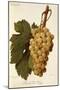 Muscat Dr. Hogg Grape-A. Kreyder-Mounted Giclee Print