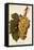 Muscat Dr. Hogg Grape-A. Kreyder-Framed Stretched Canvas