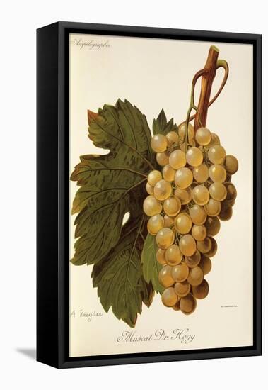 Muscat Dr. Hogg Grape-A. Kreyder-Framed Stretched Canvas