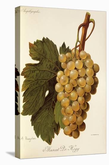 Muscat Dr. Hogg Grape-A. Kreyder-Stretched Canvas