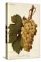 Muscat Dr. Hogg Grape-A. Kreyder-Stretched Canvas