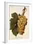 Muscat Dr. Hogg Grape-A. Kreyder-Framed Giclee Print