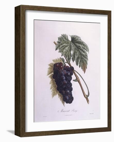 Muscat Grape Vine (Vitis Vinifera)-null-Framed Giclee Print