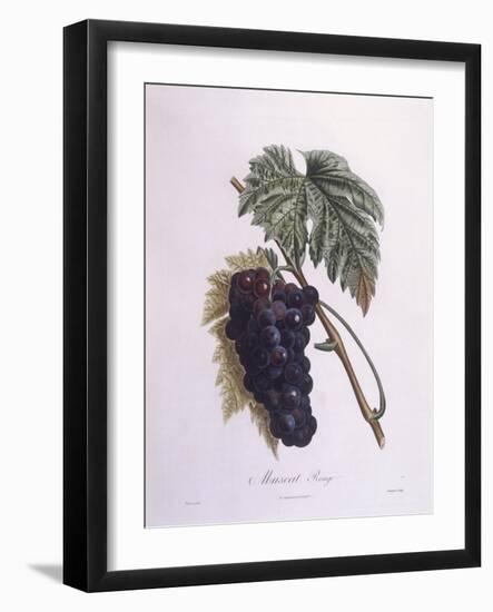 Muscat Grape Vine (Vitis Vinifera)-null-Framed Giclee Print