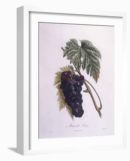 Muscat Grape Vine (Vitis Vinifera)-null-Framed Giclee Print