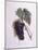 Muscat Grape Vine (Vitis Vinifera)-null-Mounted Giclee Print