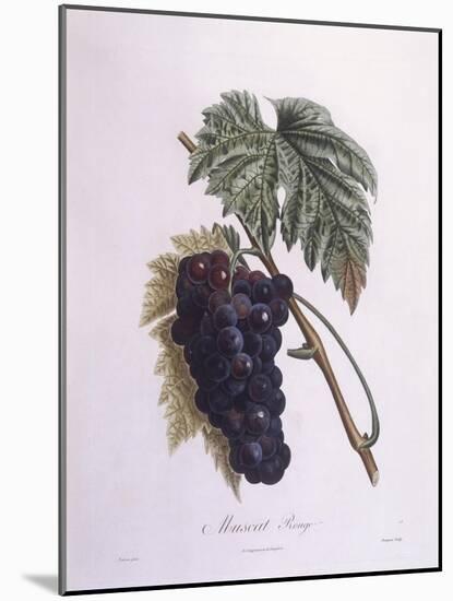 Muscat Grape Vine (Vitis Vinifera)-null-Mounted Giclee Print