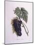 Muscat Grape Vine (Vitis Vinifera)-null-Mounted Giclee Print