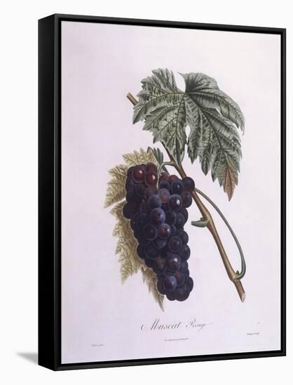 Muscat Grape Vine (Vitis Vinifera)-null-Framed Stretched Canvas