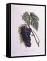 Muscat Grape Vine (Vitis Vinifera)-null-Framed Stretched Canvas