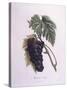 Muscat Grape Vine (Vitis Vinifera)-null-Stretched Canvas