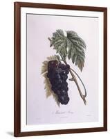 Muscat Grape Vine (Vitis Vinifera)-null-Framed Giclee Print