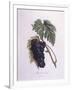 Muscat Grape Vine (Vitis Vinifera)-null-Framed Giclee Print