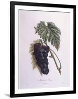 Muscat Grape Vine (Vitis Vinifera)-null-Framed Giclee Print