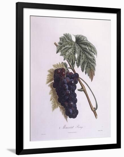 Muscat Grape Vine (Vitis Vinifera)-null-Framed Giclee Print