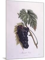 Muscat Grape Vine (Vitis Vinifera)-null-Mounted Giclee Print