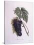 Muscat Grape Vine (Vitis Vinifera)-null-Stretched Canvas