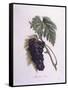 Muscat Grape Vine (Vitis Vinifera)-null-Framed Stretched Canvas