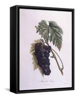 Muscat Grape Vine (Vitis Vinifera)-null-Framed Stretched Canvas